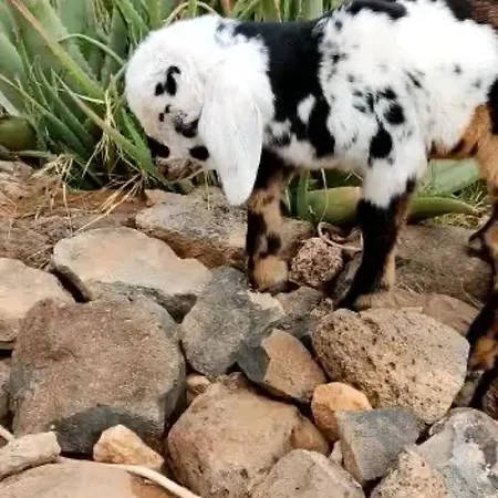 Εξοχικό σπίτι Casa Barranco De La Sal *